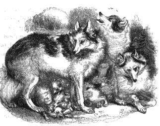 Hare Indian Dog photo thumbnail 3