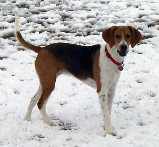 Harrier - Hound breed known for being Cheerful and Energetic