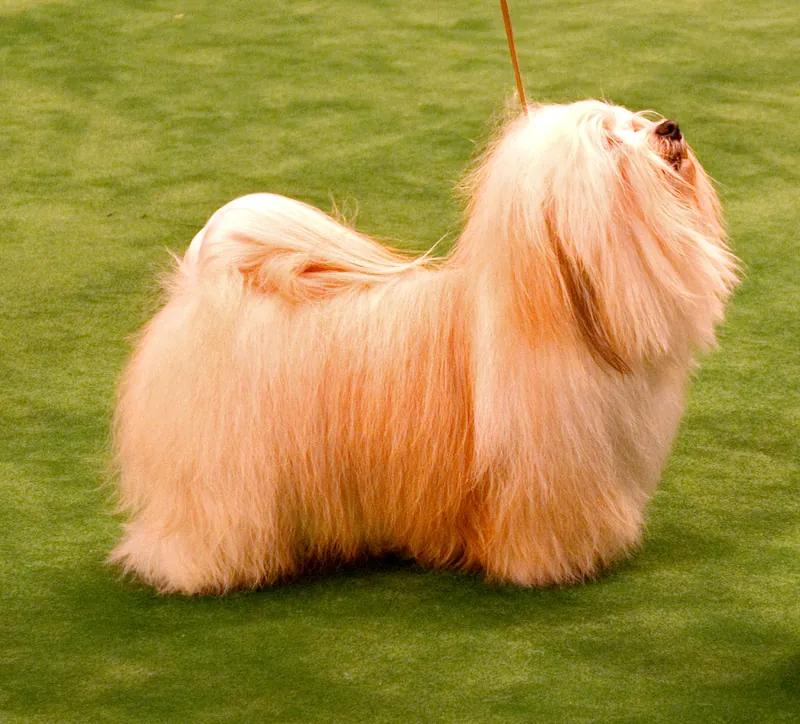 Havanese, a 84% match to Papillon