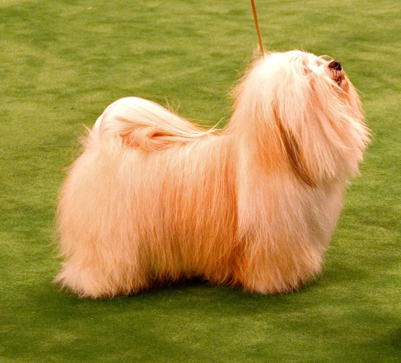 Havanese - Toy breed, Affectionate and Curious