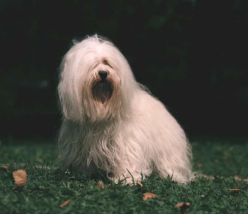 Havanese photo thumbnail 3