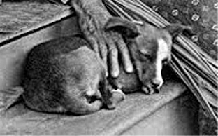Hawaiian Poi Dog - Extinct breed known for being Dim-witted and Gentle