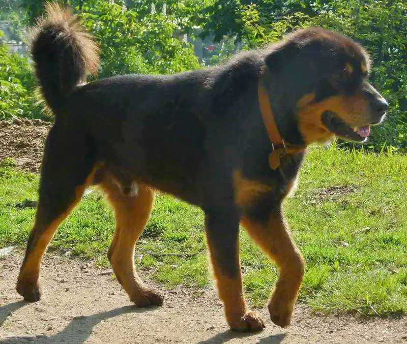 Himalayan Sheepdog photo thumbnail 1