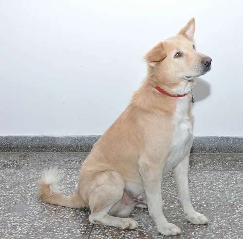 Himalayan Sheepdog photo thumbnail 2