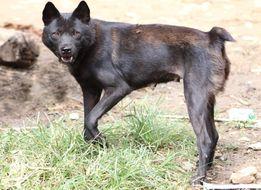 Hmong Bobtail Dog, a 85% match to Puli