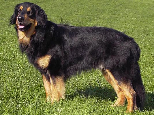 Hovawart - Working breed known for being Devoted and Intelligent