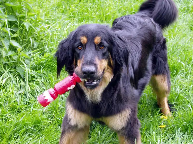 Hovawart, a 84% match to Rottweiler