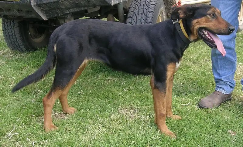 Huntaway - Herding breed, Agile and Energetic
