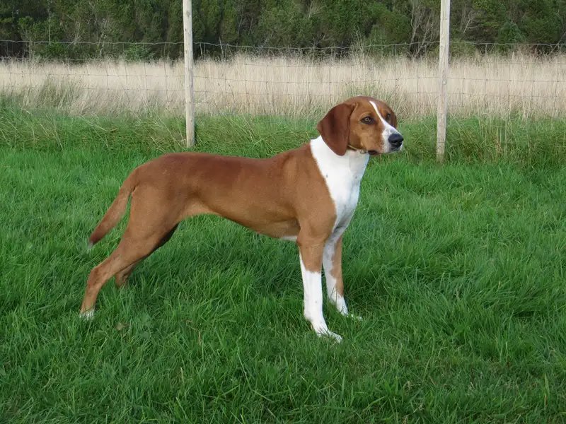 Hygenhund - Hound breed, Affectionate and Energetic