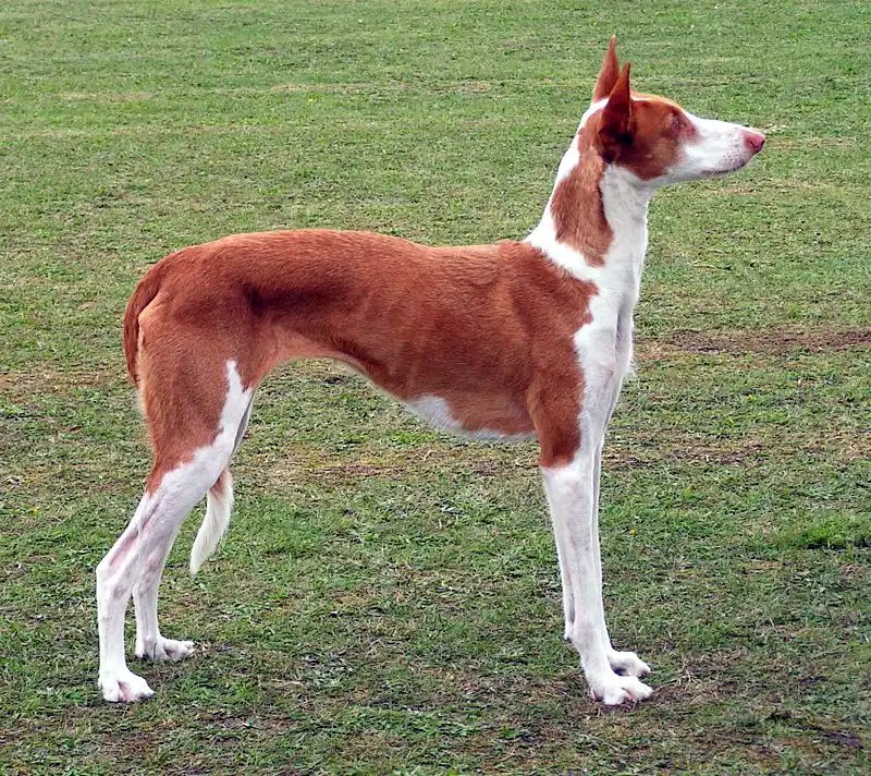 Ibizan Hound - Hound breed known for being Affectionate and Agile