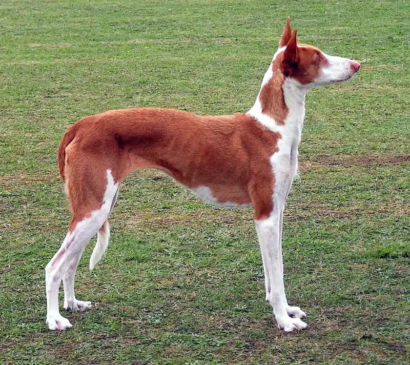 Ibizan Hound, a 87% match to Kazakh Tazy