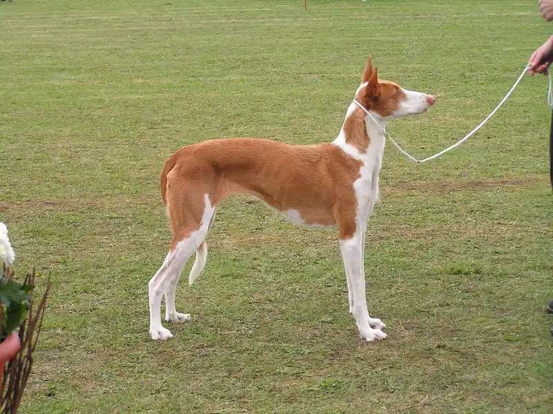 Ibizan Hound photo thumbnail 2