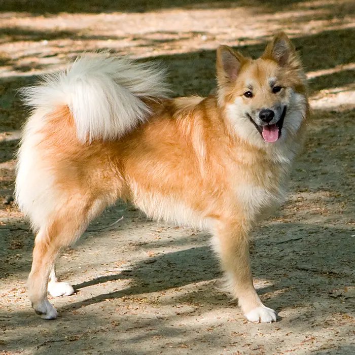 Icelandic Sheepdog - Herding breed known for being Energetic and Friendly