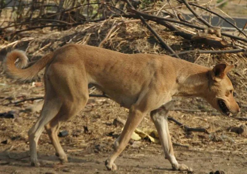 Indian Pariah Dog - Primitive breed, Alert and Courageous