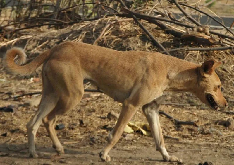 Indian Pariah Dog - Primitive breed, Alert and Courageous