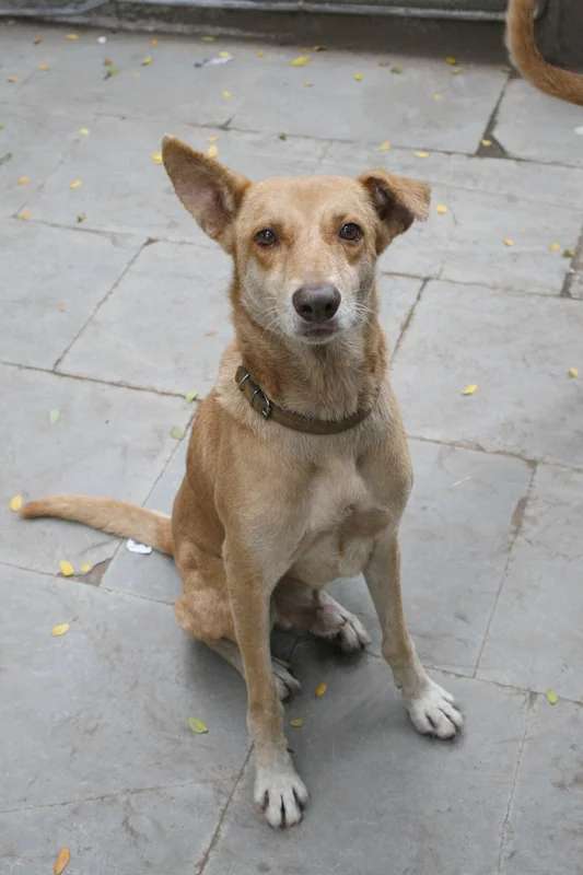 Indian Pariah Dog photo thumbnail 2