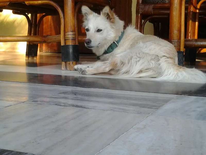 Indian Spitz photo thumbnail 2