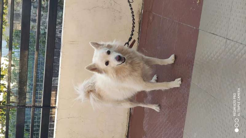 Indian Spitz photo thumbnail 4