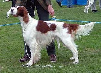 Irish Red and White Setter, a 85% match to Danish-Swedish Farmdog