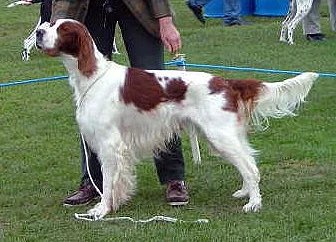 Irish Red and White Setter - Sporting breed, Affectionate and Energetic
