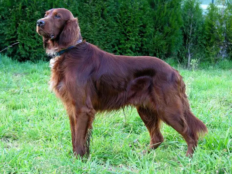 Irish Setter - Sporting breed, Affectionate and Energetic