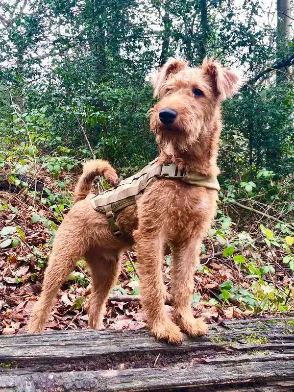 Irish Terrier photo thumbnail 1