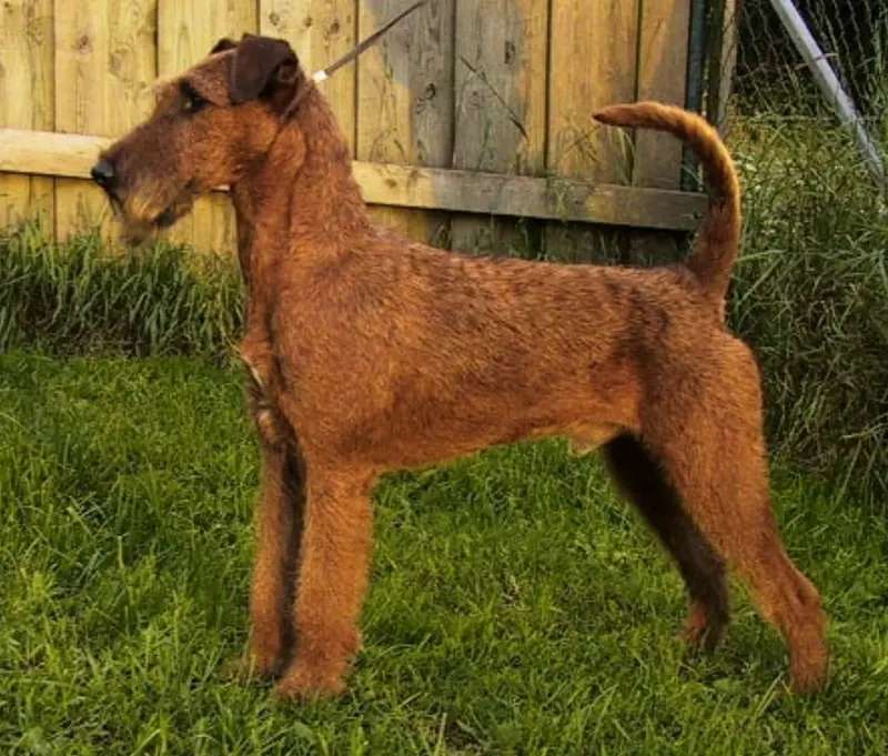 Irish Terrier photo thumbnail 2