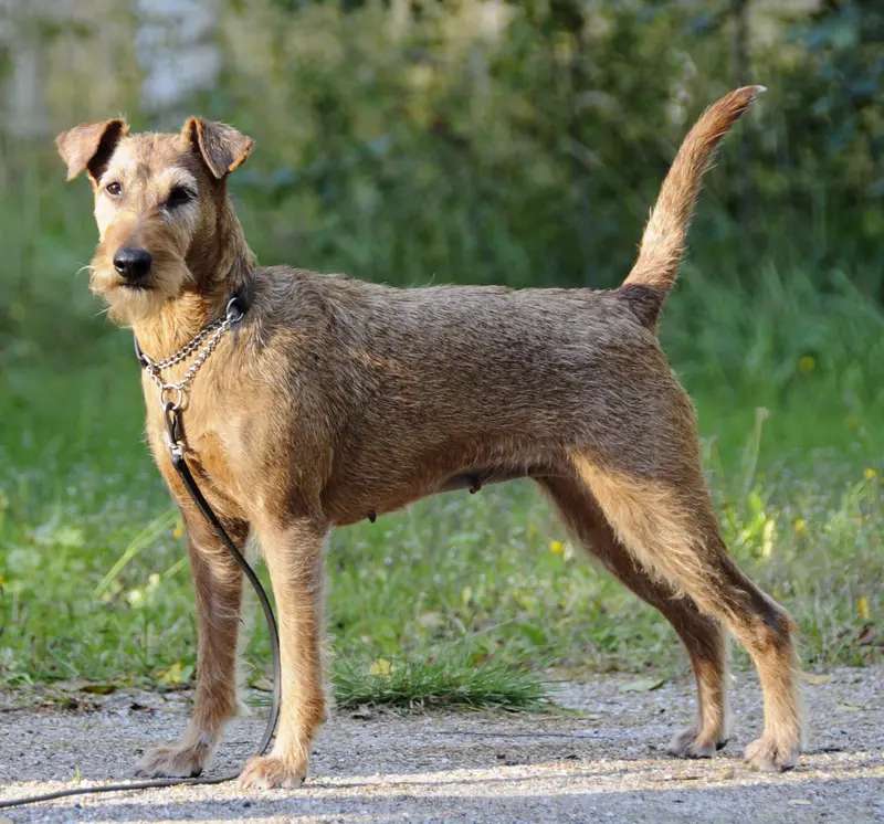 Irish Terrier photo thumbnail 3