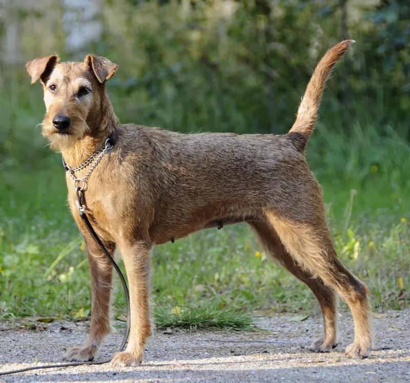 Irish Terrier, a 85% match to Cairn Terrier