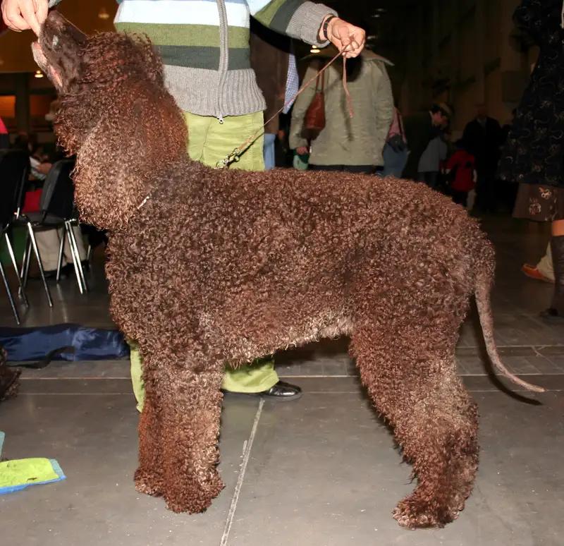 Irish Water Spaniel - Sporting breed, Affectionate and Energetic