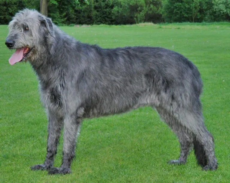 Irish Wolfhound - Hound breed known for being Affectionate and Gentle