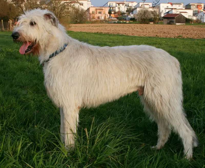 Irish Wolfhound photo thumbnail 2