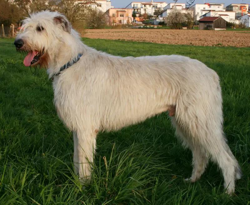 Irish Wolfhound, a 80% match to Hawaiian Poi Dog