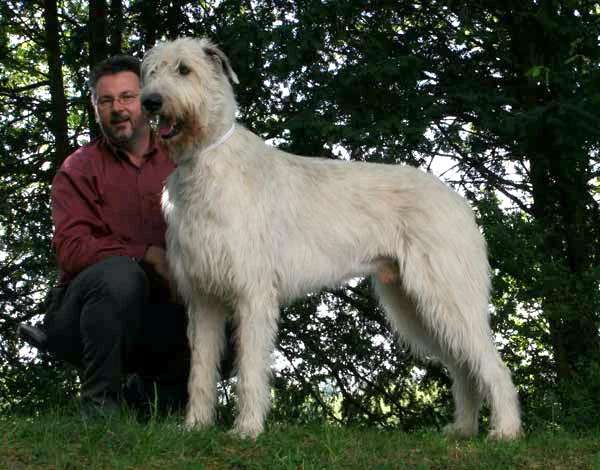 Irish Wolfhound photo thumbnail 3