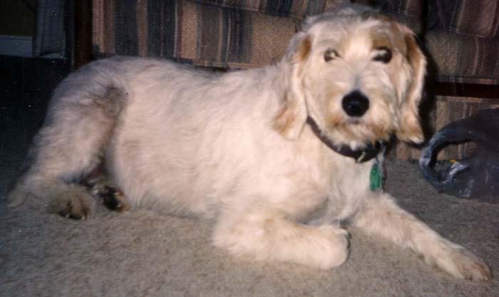Istrian Coarse-haired Hound, a 90% match to Chien Francais Blanc et Noir