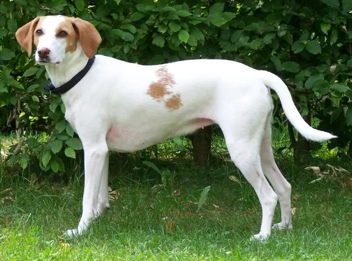 Istrian Shorthaired Hound, a 91% match to Posavac Hound