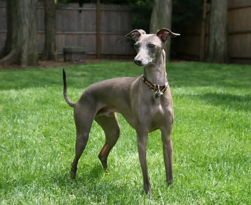 Italian Greyhound - Toy breed known for being Affectionate and Elegant