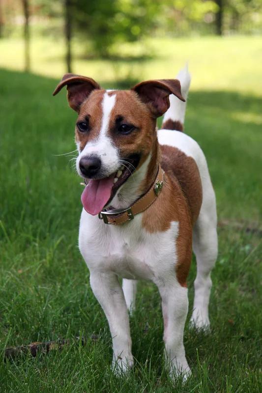 Jack Russell Terrier, a 87% match to Parson Russell Terrier