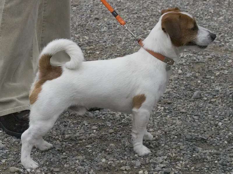 Jack Russell Terrier photo thumbnail 2