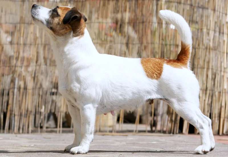 Jack Russell Terrier photo thumbnail 3