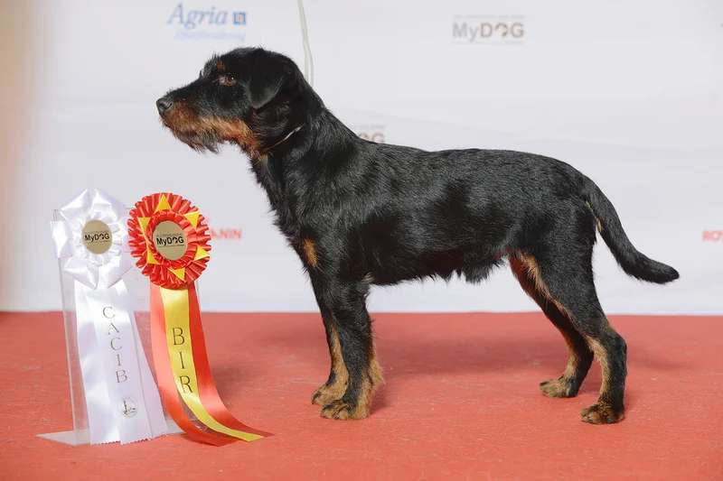 Jagdterrier photo thumbnail 1
