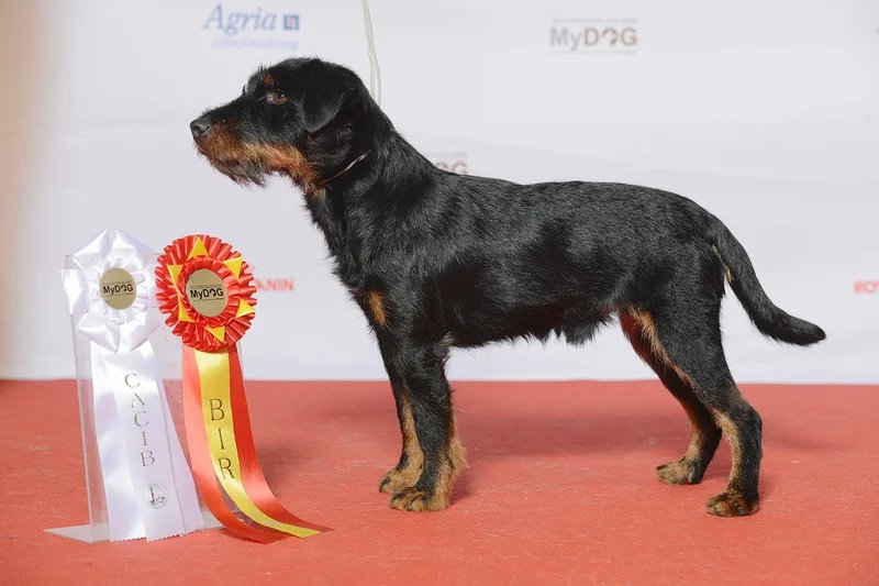 Jagdterrier - Terrier breed known for being Energetic and Fearless