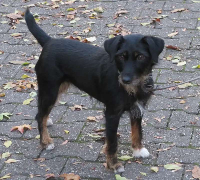 Jagdterrier photo thumbnail 2