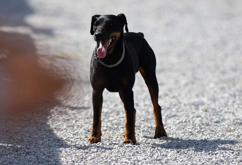 Jagdterrier photo thumbnail 3
