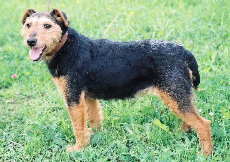 Jagdterrier photo thumbnail 4