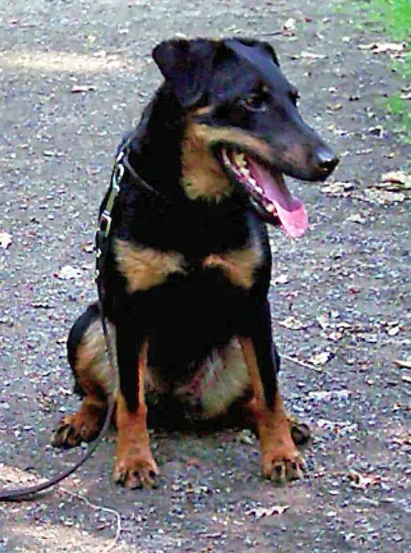 Jagdterrier photo thumbnail 5