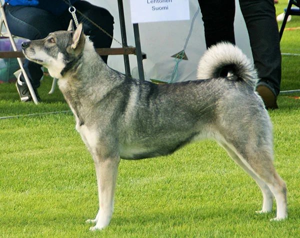 Jamthund - Spitz breed, Affectionate and Calm