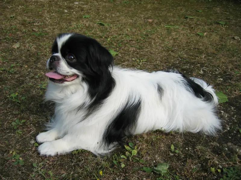 Japanese Chin, a 85% match to Havanese