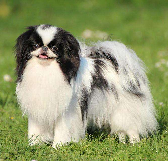 Japanese Chin photo thumbnail 4