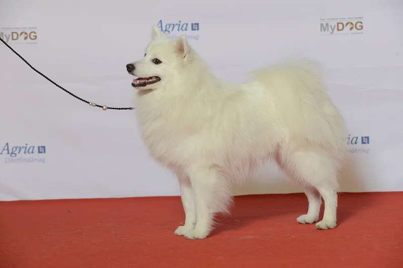 Japanese Spitz photo thumbnail 1
